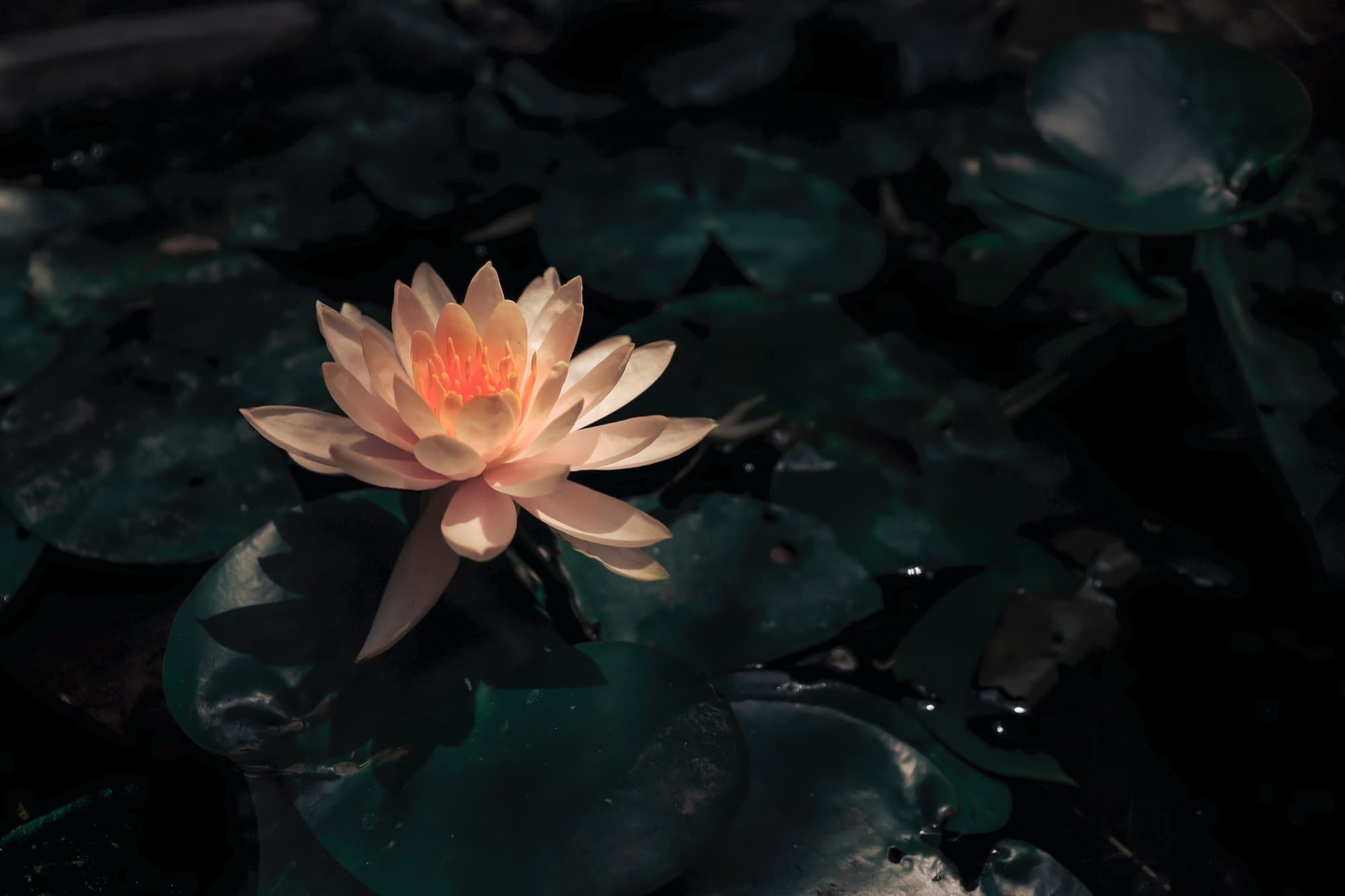 A lotus in bloom, the namesake of Shakti